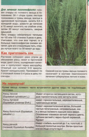Хвощ трава 200 гр. в Омске