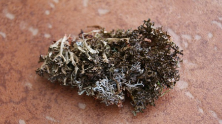 Исландский мох (цетрария) 50 гр. в Омске