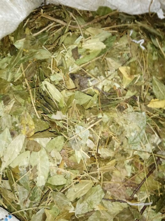 Барвинок трава 100 гр. в Омске